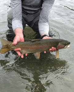 Steelhead trout! Best fly fishing guide 2023